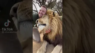 дружба льва и человека
