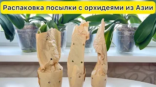 Распаковка посылки с орхидеями. На что обратить внимание и как отпаивать орхидеи после просушки