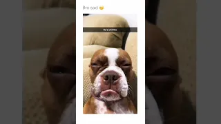 Funny animal videos I found on Instagram and Tiktok #shorts