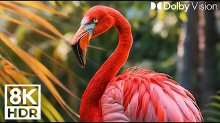 The most beautiful birds collection 8k UHD | Beautiful flamingos, bird sounds, nature sounds