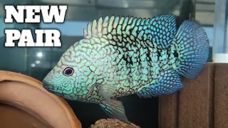 Blue Texas Cichlids - NEW PAIR FORMING