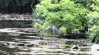 Heron