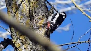 PICO PICAPINOS   Great Spotted Woodpecker    (Dendrocopos major)  4K