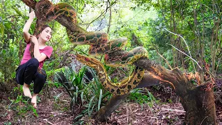 Encounter a giant python in the primeval forest - Harvesting Mangosteen Goes to the market sell