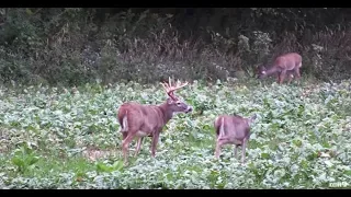 The Best Thing to Plant in Deer Food Plots