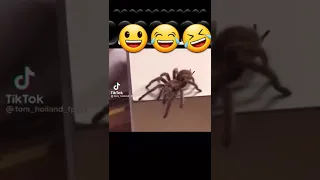 Том холланд боится пауков🕷🕸