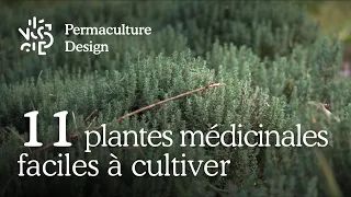 Liste de 11 plantes médicinales faciles à cultiver dans son jardin en permaculture.