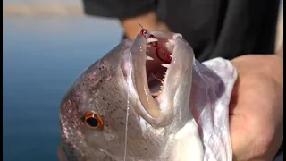 Zobatec/Lampuga z obale, Dentex/Mahi Mahi from shore