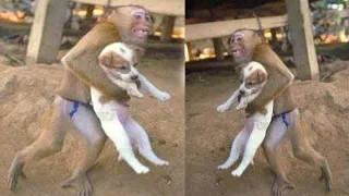 The monkey "kidnapped" the puppy. The next day, people were in shock from what they saw....!!!