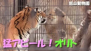 【ライオンとアムールトラ】オリトの猛アピール（旭山動物園）Lion & Siberian tiger