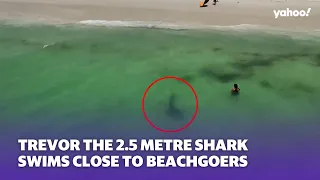 2.5-metre tiger shark swims peacefully by beachgoers | Yahoo Australia