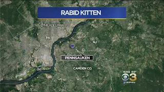 Stray Kitten In Pennsauken Tests Positive For Rabies