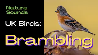 Brambling UK Birds -  Do you the sound of this Bird? Bird Song Identifier, Bird Call, Nature Sounds