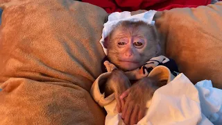 The last moments before the death of baby monkey Susu