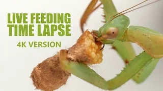 Praying Mantis Eating a Moth with EGGS - Time Lapse (4k Version)