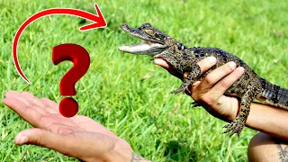 WHAT DID WE FEED MY BABY ALLIGATOR?!?!