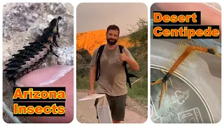 Pena Blanca Arizona Centipedes and Insects #scolopendraheros #giantcentipede