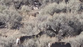 Northeastern California X Zone Mule Deer- Rifle California hunting Season