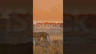 ANIMAL LION 8K ULTRA HD #8K #ANIMAL #KINGDOM #ANIMALS #BIRDS #PLANET #NATURE #EARTH #TRAVEL #LION