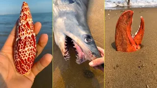 Catching Seafood 🦑🦀 Deep Sea Octopus (Catch Crab, Catch Fish,Catch Shark) - Tik Tok #42