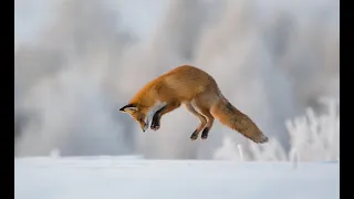 Лиса на охоте.Лиса ловит мышь. Fox on the hunt.The fox catches the mouse. Der Fuchs fängt die Maus.