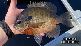 BREAM FISHING WITH CRICKETS & BOBBER