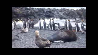 Antarctic fur seal’s (Arctocephalus gazella) penis visible while coercing king penguin