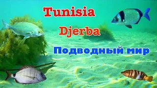 Остров Джерба, Тунис 2019. Подводный мир Средиземного моря.