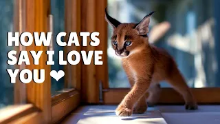 10 ways cats Show They Really Love You