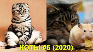 КОТЫ Смешные Кошки 2020 Приколы С Котами и Кошками Funny Cats | Funny & Happy
