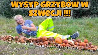 MASA GRZYBÓW w lesie niedaleko Sztokholmu!!! To Mój REKORD !грибы