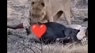 Hot blonde Lion bites on huge balls 🥵