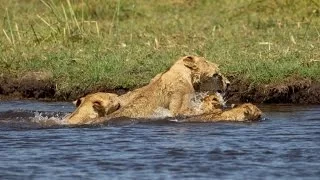 Lion Cub Afraid on Crocodile While Crossing River