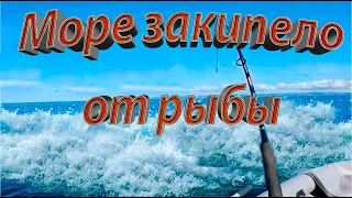 Море буквально кипит от рыбы