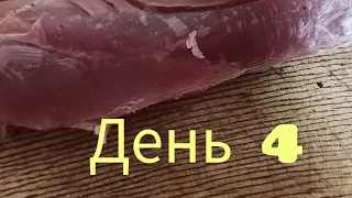 Экстремальное свиноводство. День 4.