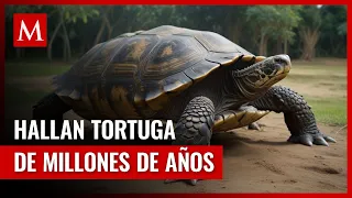 Cientificos hallan tortuga gigante de 57 millones de años