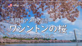 【4K】Cherry blossoms in Washington D.C.