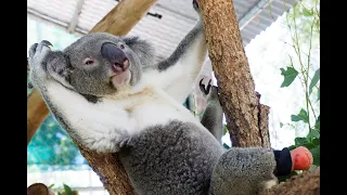 The story of Triumph at Friends of the Koala