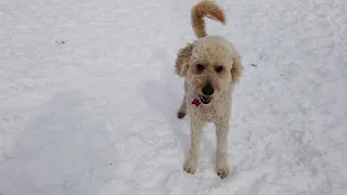 Walk at Shubie Off-Leash Dog Park in Dartmouth NS - Feb 15 2023