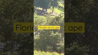 Florida Skunk Ape sighting #skunkape #floridalife #bigfoot