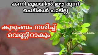 കന്നിമൂലയിൽ ഈ ഒരു മരം വച്ചാൽ ആഗ്രഹസാഫല്യവും സൗഭാഗ്യവും ഉറപ്പ്..