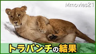 ヒョウ変したライオン「イオ」雪の上ではしゃいで高くジャンプした瞬間