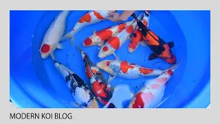 Modern Koi Blog #4984 - Konishis Traum-Nisai Ikeage am Naturteich Shin-Maeda