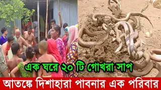 এক ঘরে ২০ টি গোখরা সাপ ধরা পরল | (সাপ ধরার ভিডিও) | সাপের আতঙ্কে দিশেহারা পাবনা আতাইকুলার এক পরিবার