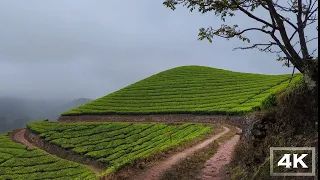 The Beauty walking in the Tea Estates of Munnar / Relaxing ASMR walking tour in Kerala /4K Walk