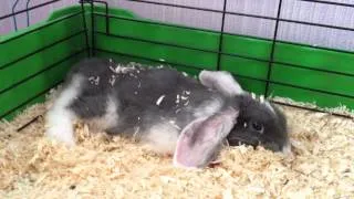 Кролик устал... Rabbit is tired...