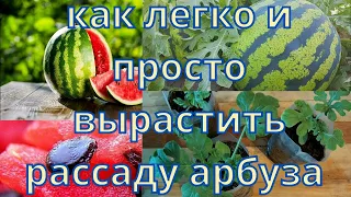 как вырастить рассаду арбуза  дома