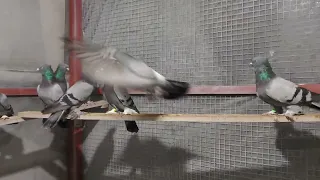 Андижанские голуби, сизые.