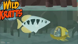 Wild Kratts Season 4 Episode 19 -- Archerfish School (Full Episode)