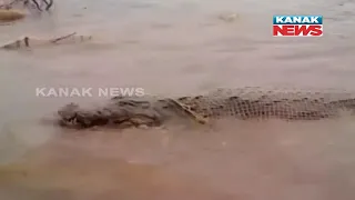 130-Yrs Old Crocodile Dies, Villagers Perform Last Rites In Chhattisgarh